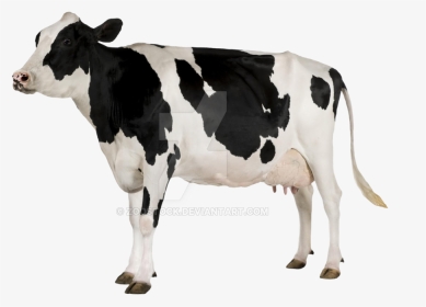 Young On A By - Cow With White Background, HD Png Download, Transparent PNG