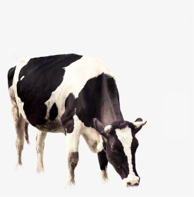 Cow Vector Grazing - Cows Png, Transparent Png, Transparent PNG