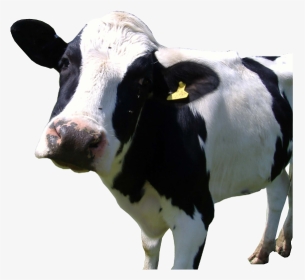Holstein Png, Transparent Png, Transparent PNG