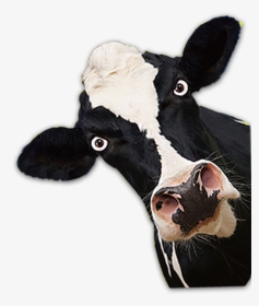 #cow #mad #peek A Boo - Donkey, HD Png Download, Transparent PNG
