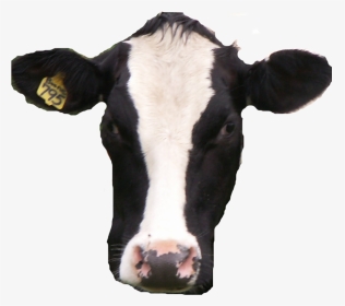 Cow Transparent Real - Cow Head Transparent Background, HD Png Download, Transparent PNG