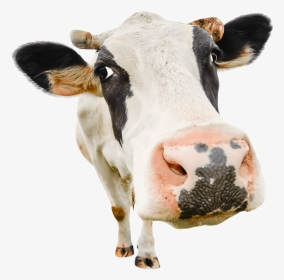 Transparent Dairy Cow Png - Stock Photo Cow, Png Download, Transparent PNG