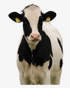 Cow - Miss Missy Animal, HD Png Download, Transparent PNG
