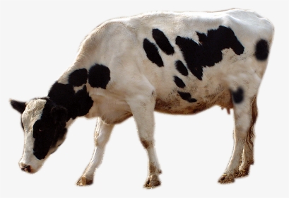 Cattle Livestock Cows Transprent Png Free Download - Cow Grazing Png, Transparent Png, Transparent PNG
