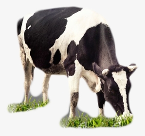 Cows Png, Transparent Png, Transparent PNG
