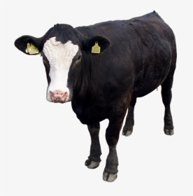 Download And Use Cow Png Image - Black Cow Png, Transparent Png, Transparent PNG