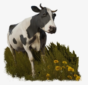 Cow Sansbg - Pure Farming 2018 Animals, HD Png Download, Transparent PNG