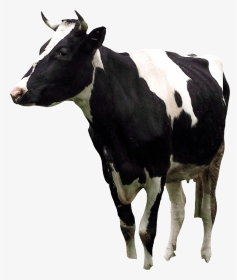 Argentinian Cows - Dairy Cow, HD Png Download, Transparent PNG