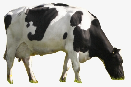 Nammilk Cow - Dairy Cow, HD Png Download, Transparent PNG