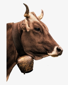 Cow Milk Beef - Boeuf Png Transparent, Png Download, Transparent PNG