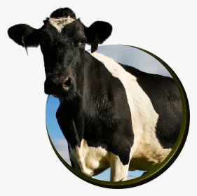 Cows - Cattle, HD Png Download, Transparent PNG