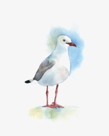 #ftestickers #watercolor #painting #bird #seagull - Water Bird, HD Png Download, Transparent PNG