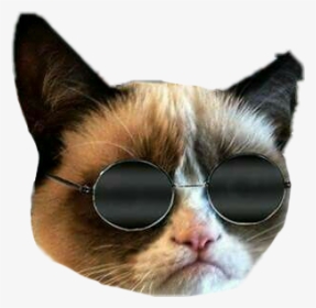 #cat #grummpycat #memes #momo - Grumpy Cat With Smile, HD Png Download, Transparent PNG