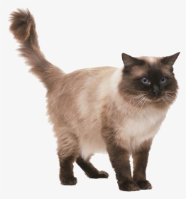 Adorable Ragdoll Cat Picture - Ragdoll Cat Standing, HD Png Download, Transparent PNG