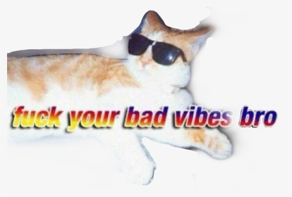 #badvibes #badvibesforever #cat #sunglasses #meme #funny - Fuck You Bad Vibes Bro, HD Png Download, Transparent PNG
