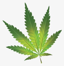 Hamp Plante Hvid Baggrund Clipart , Png Download - Cannabis Sativa, Transparent Png, Transparent PNG