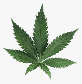 Weed Leaf - Cannabis Plant Transparent Background, HD Png Download, Transparent PNG