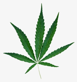 Hemp Leaf No Background 2 5 - Marijuana, HD Png Download, Transparent PNG