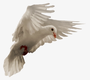 Pigeon Png - European Herring Gull, Transparent Png, Transparent PNG
