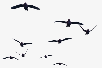 Bird Flight Clip Art - Birds Flying Gif Png, Transparent Png, Transparent PNG