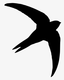 Common Swift Silhouette Photography Bird - Swift Bird Swift Silhouette, HD Png Download, Transparent PNG