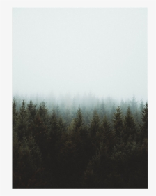 #trees #background #overlay #sky #cloudy #fog - Grove, HD Png Download, Transparent PNG