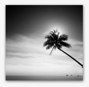 Coconut Tree - Monochrome, HD Png Download, Transparent PNG