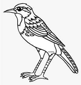 United States Clip Art By Phillip Martin, State Bird - Nebraska State Bird Coloring Page, HD Png Download, Transparent PNG