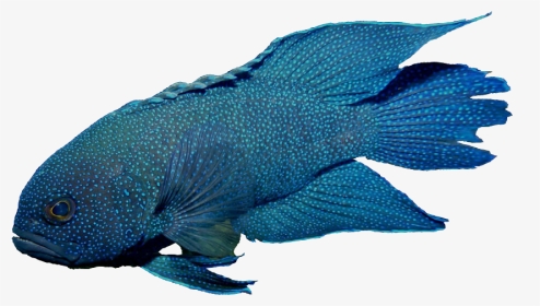 Blue Devil Fish - Blue Devil Fish Png, Transparent Png, Transparent PNG