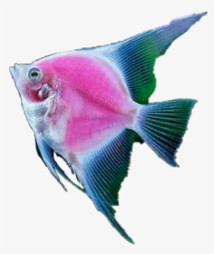 Fish Tropicalfish Scseacreatures Seacreature - Marine Biology, HD Png Download, Transparent PNG