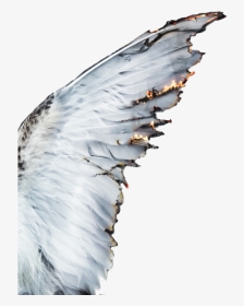 Aesthetics Castiel Photography Angel - Angel Wings Aesthetic, HD Png Download, Transparent PNG
