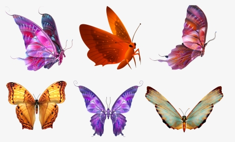 Butterfly Psd, HD Png Download, Transparent PNG