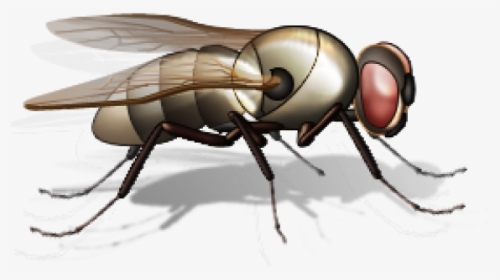Fly Free Png Image Download - Small Insects Png, Transparent Png, Transparent PNG