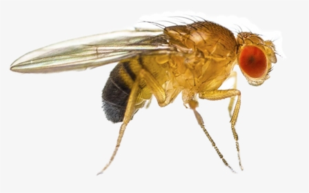 Fruit Fly Png - Fruit Flies, Transparent Png, Transparent PNG