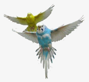 #parrot #parrots #bird #fly #air #up #sky #colors #cute - Budgie Bird Png, Transparent Png, Transparent PNG
