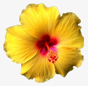 #flower #flowers #hawaiian #hibiscus #hibiscusflower - Hibiscus Flower Yellow, HD Png Download, Transparent PNG