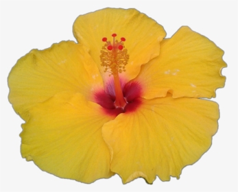#hibiscus #fleur #flower #jaune #yellow #ftestickers - Chinese Hibiscus, HD Png Download, Transparent PNG
