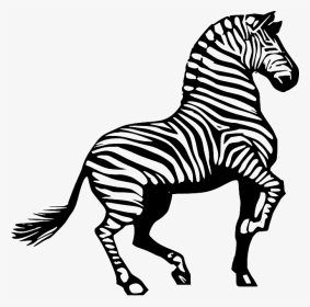 Zebra, Africa, Animal, Safari, Striped, Black, White - Zebra Clipart Black And White, HD Png Download, Transparent PNG