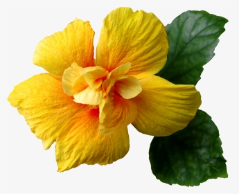 Yellow Hibiscus Flower Png , Png Download - Yellow Flower Images Transparent, Png Download, Transparent PNG