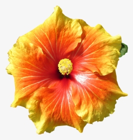 Hawaiian Flowers Png -hibiscus, Flower, Tropical, Summer, - Hibiskus Png, Transparent Png, Transparent PNG