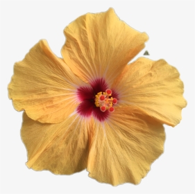 #роза#freetoedit - Chinese Hibiscus, HD Png Download, Transparent PNG