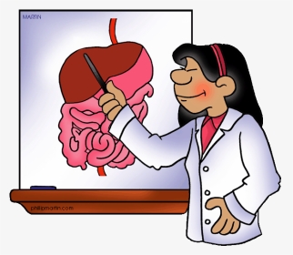 Digestive Clipart - Digestive System Clip Art, HD Png Download, Transparent PNG