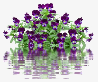 Lavender Bush Png, Transparent Png, Transparent PNG