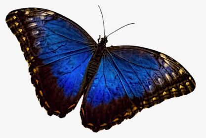 Blue Morpho Butterfly Png, Transparent Png, Transparent PNG
