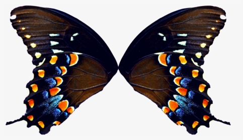 High Resolution Butterfly Wings, HD Png Download, Transparent PNG
