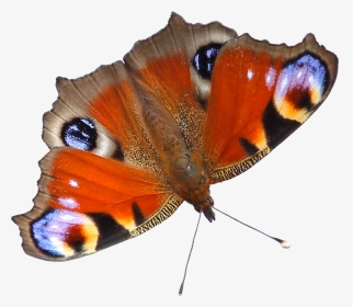 Image - Butterfly On White Background, HD Png Download, Transparent PNG