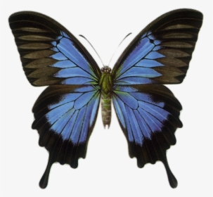 Blue Butterfly Illustration Vintage, HD Png Download, Transparent PNG