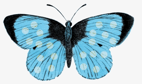 Lepidoptera, HD Png Download, Transparent PNG