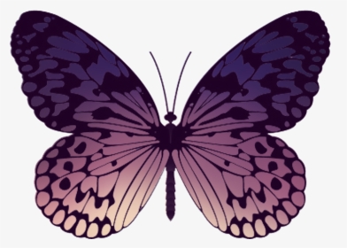 Short-tailed Blue, HD Png Download, Transparent PNG