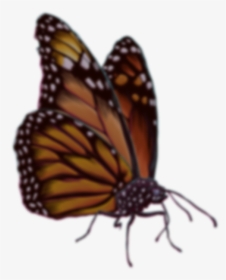 Join The Cali Roots Email List Monarch Butterfly- - Monarch Butterfly, HD Png Download, Transparent PNG